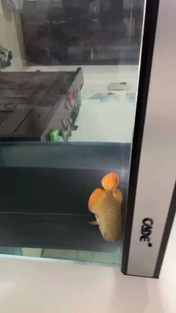 龍霸氣入缸，開啟水族箱全新