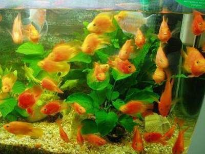 海水觀賞魚品種及種類全解析，附正確