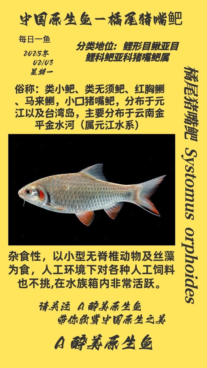 尾豬嘴鲃，獨特魚類，生態價值與養殖前景探