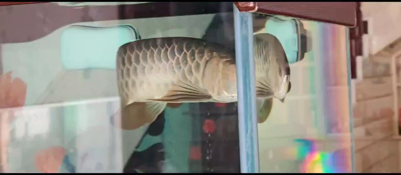 胡子掉了一根，是偶然還是另有隱