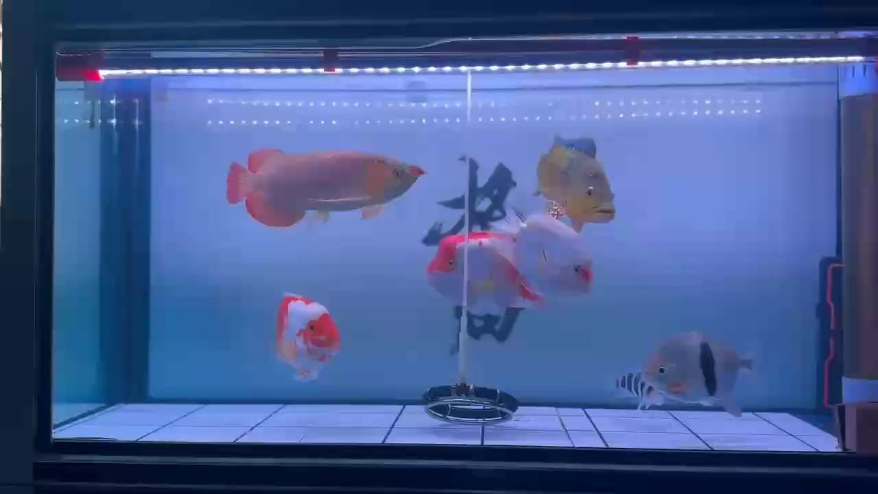??????共慶新年快樂，煙花盛宴與溫馨團聚的美好