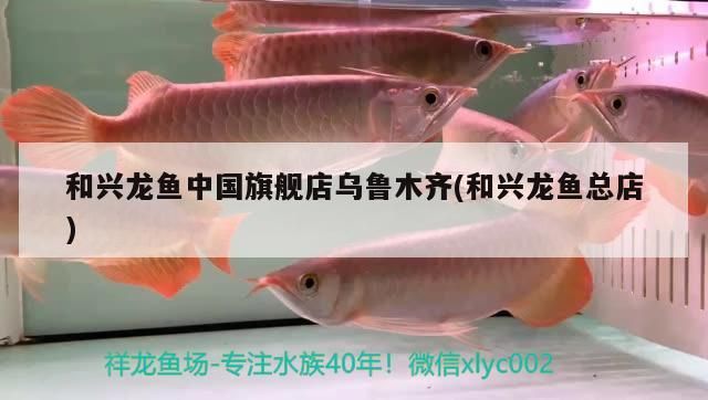 興龍魚中國旗艦店（烏魯木齊總店），品質龍魚的