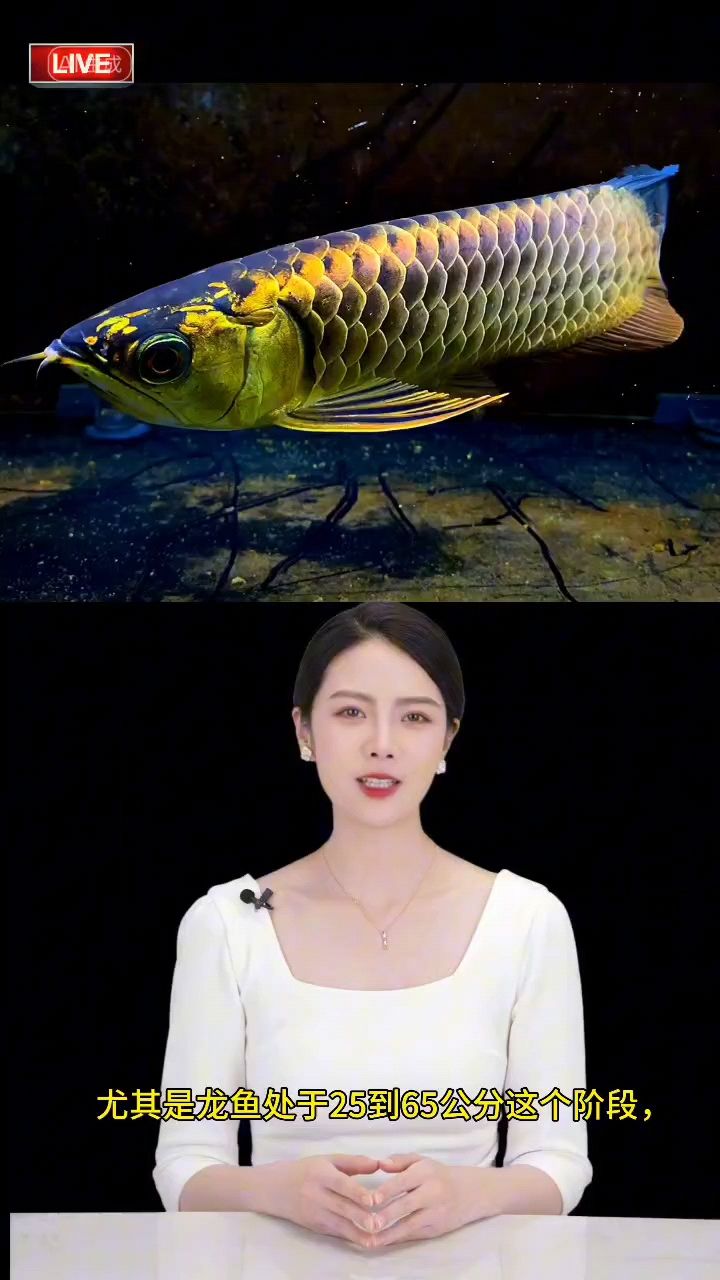 魚飼養之關鍵，換水方法、