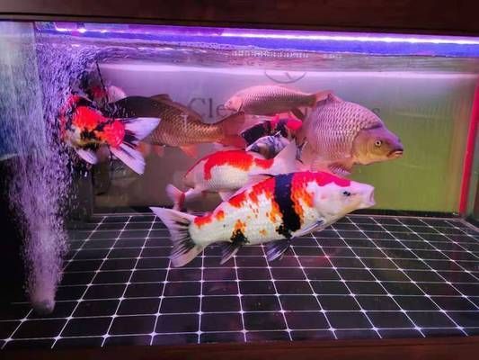 鯉與錦鯉優劣對比，結合條件偏好功能選更適合之
