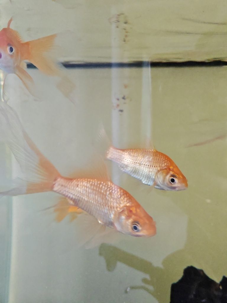 靈動小金魚，水中精靈的奇妙世界與獨特魅力