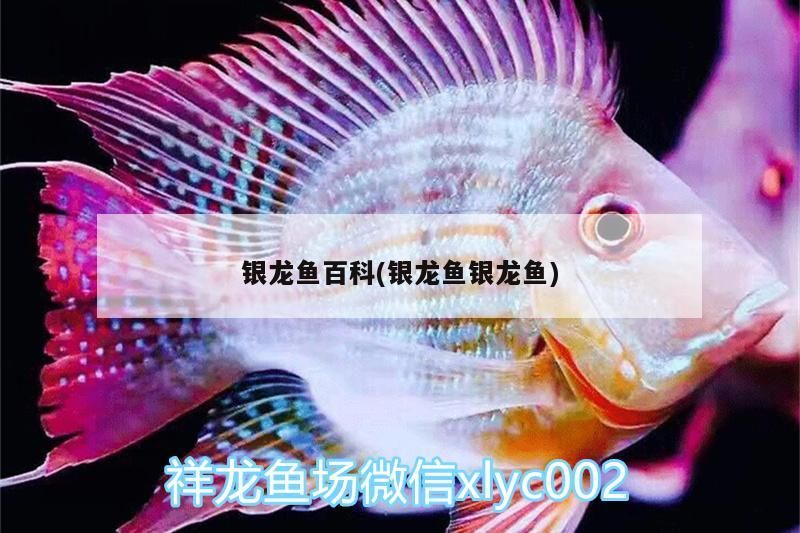 龍魚百科，銀龍魚的奧秘、品種特性及飼養(yǎng)