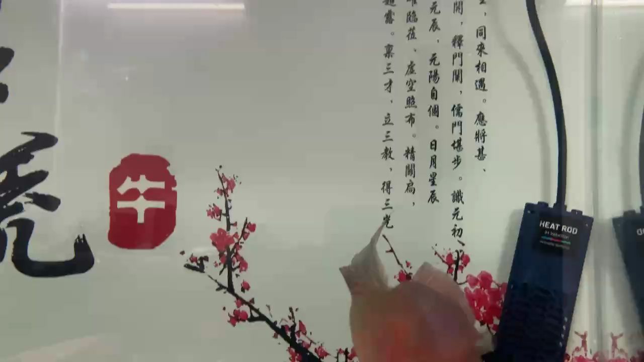 家過年歸來，滿血復(fù)活！ 家過年歸來，滿血復(fù)活！ 龍魚論壇