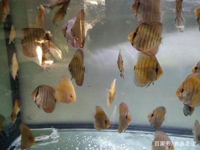 白色觀賞魚能否食用？ 白色觀賞魚能否食用？ 泗水龍魚 第3張