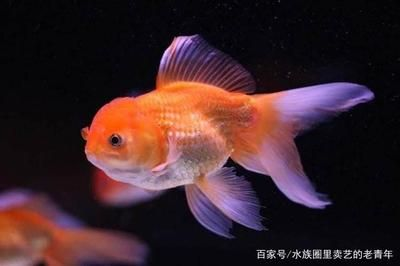 白色觀賞魚能否食用？ 白色觀賞魚能否食用？ 泗水龍魚 第1張
