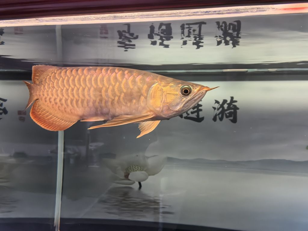 堅持愛好，于時光中沉淀自我，收獲別樣精彩人生