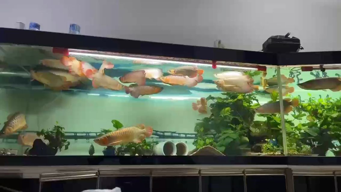無暇喂你，竟讓你一天餓三頓，這冷落
