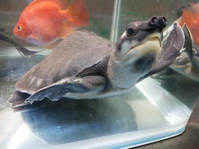 0公分豬鼻龜價格揭秘，多少錢一斤及市場行情分析 0公分豬鼻龜價格揭秘，多少錢一斤及市場行情分析 豬鼻龜百科 第2張