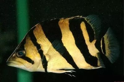 魚身上發黑成因探究，環境、疾病還是其他因素