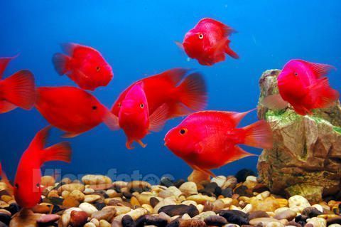 觀賞魚吃的多是否長得快？ 觀賞魚吃的多是否長得快？ 天王紅龍 第2張