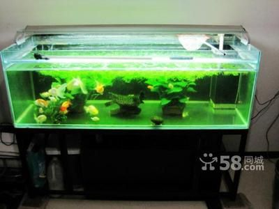 0 的魚缸能養幾條金魚？