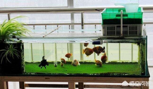 0 的魚缸能養幾條金魚？