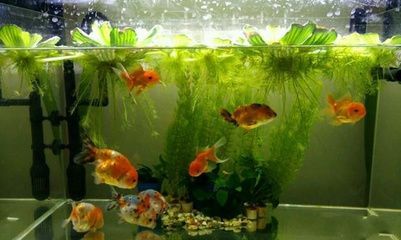 0 的魚缸能養幾條金魚？