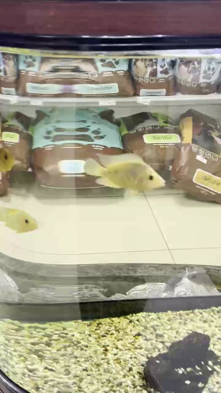 探尋奇妙水世界，各種魚類大揭秘，你認識哪些魚