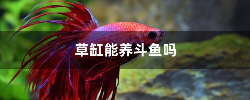 缸能否養斗魚？斗魚習性、草缸環境及