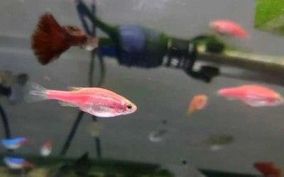 觀賞魚能否食用?養殖技術及食用 一方水族 第3張 觀賞魚能否食用?養殖技術及食用 觀賞魚能否食用?養殖技術及食用 一方水族 第3張