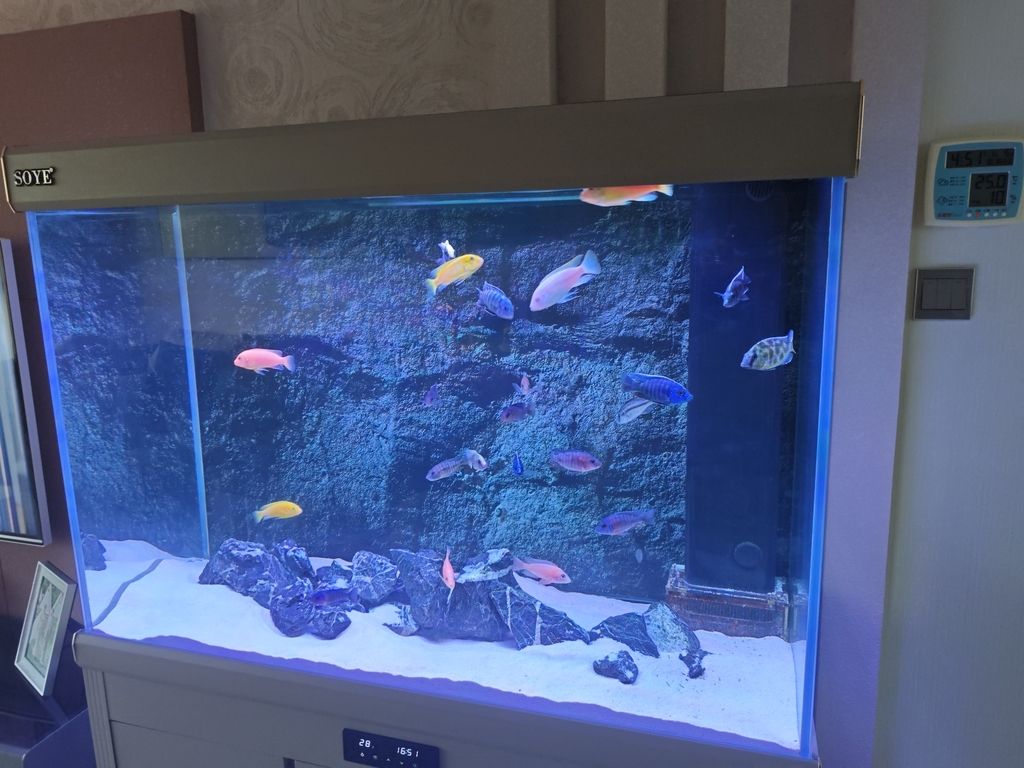 戰友家的魚,那些藏在魚缸里的特別故事與溫暖情誼 龍魚論壇 第1張 戰友家的魚,那些藏在魚缸里的特別故事與溫暖情誼 戰友家的魚,那些藏在魚缸里的特別故事與溫暖情誼 龍魚論壇 第1張