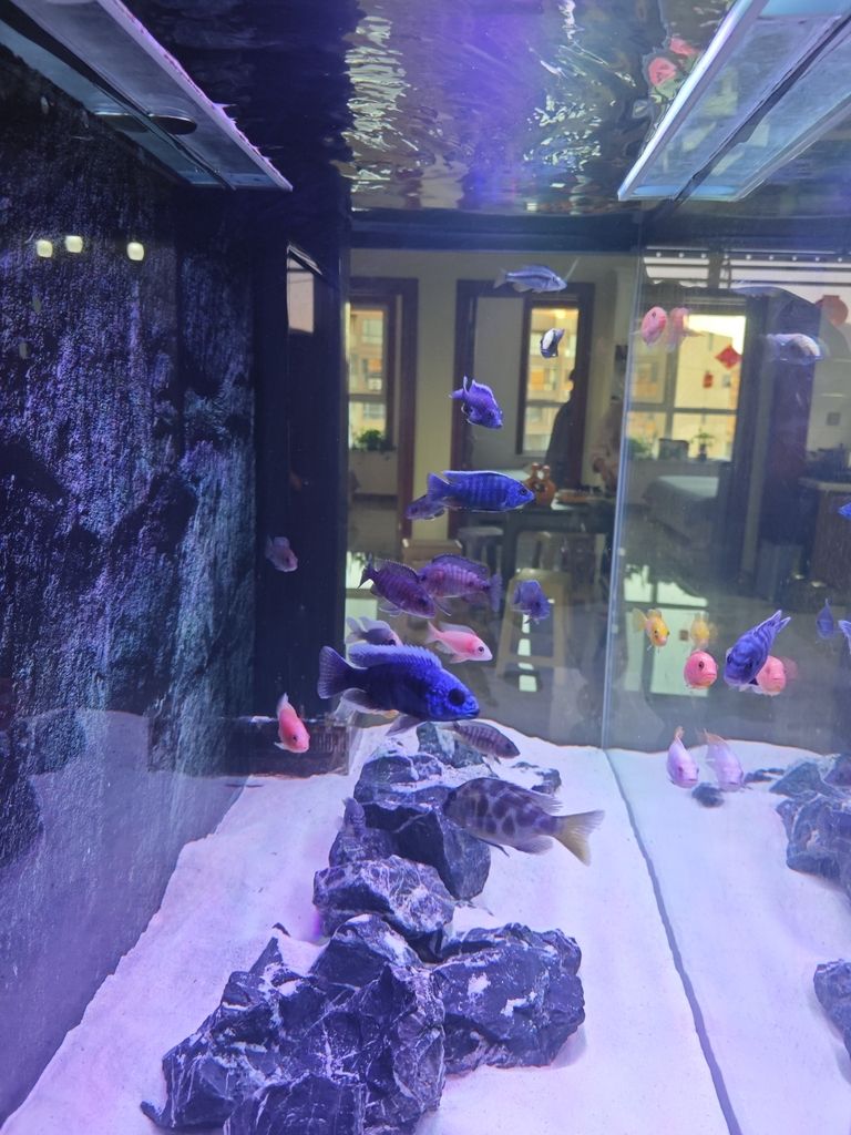 戰友家的魚,那些藏在魚缸里的特別故事與溫暖情誼 龍魚論壇 第2張 戰友家的魚,那些藏在魚缸里的特別故事與溫暖情誼 戰友家的魚,那些藏在魚缸里的特別故事與溫暖情誼 龍魚論壇 第2張
