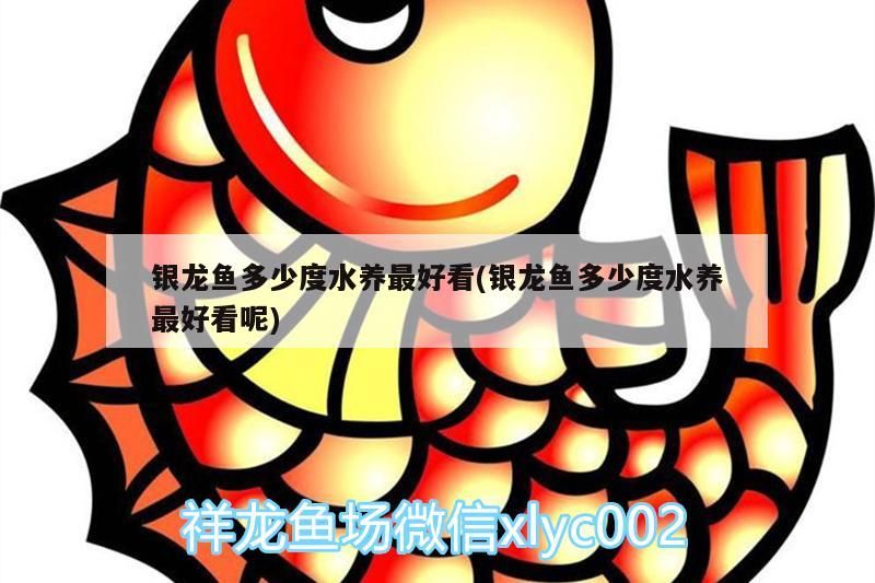 龍魚最佳觀賞水溫揭秘，多少度水養最適宜？