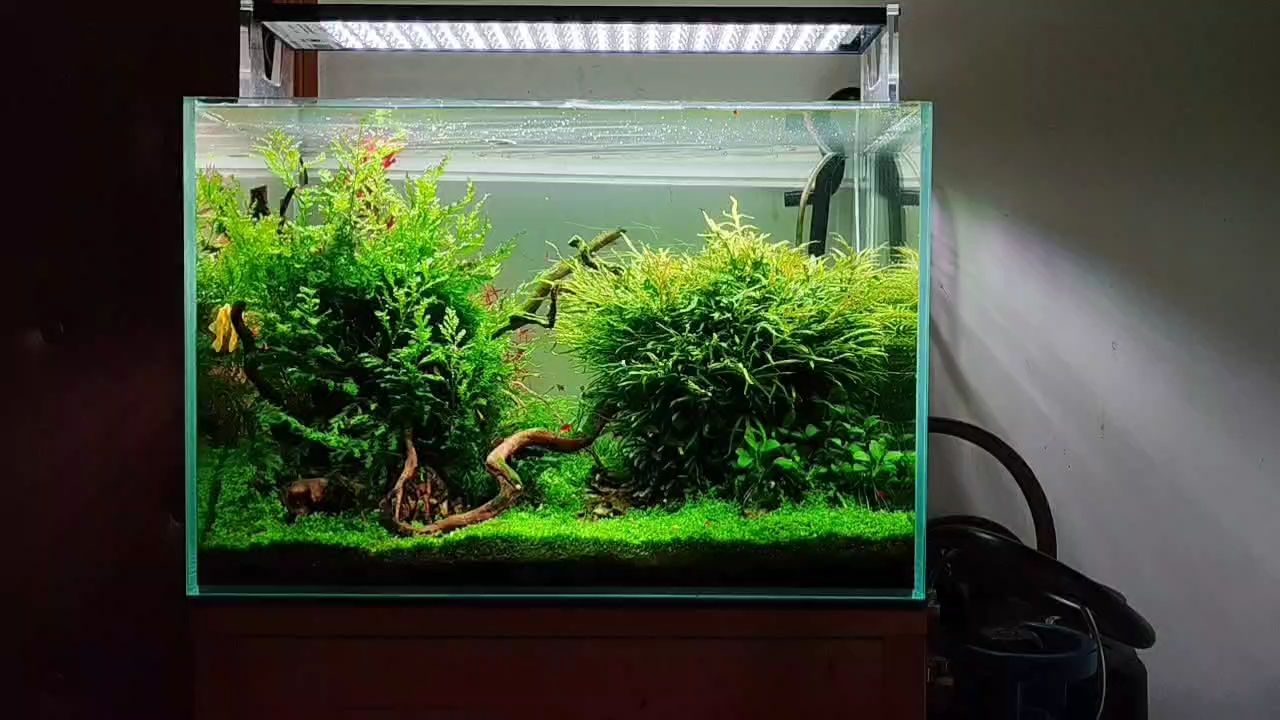 60草缸小景，方寸之間盡顯自然靈動的
