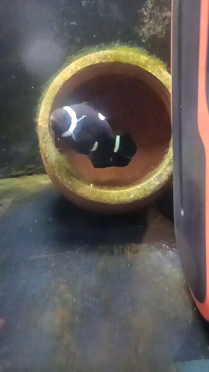 印尼虎魚多少溫度飼養最好:印尼虎魚多少溫度飼養最好印尼虎魚多少溫度飼養最好 病癥之謎,這是什么病? 龍魚論壇 病癥之謎,這是什么病? 病癥之謎,這是什么病? 龍魚論壇
