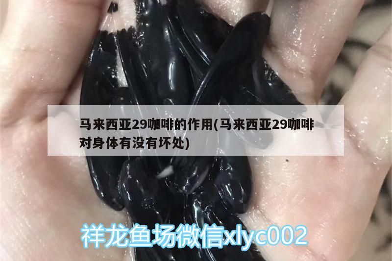 西亞29咖啡作用及危害解析，對身體