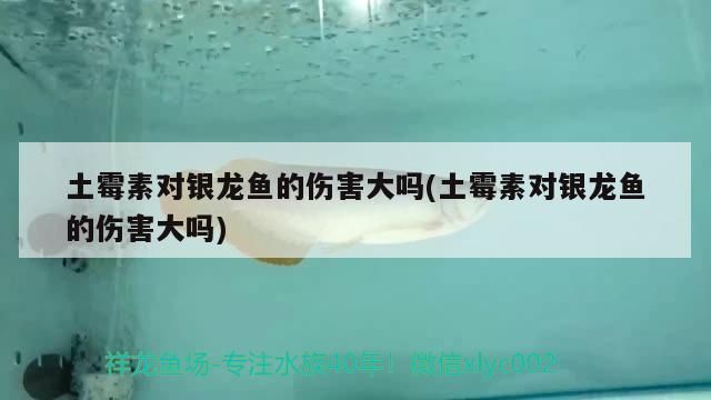 魚吃土霉素能吃死嗎？