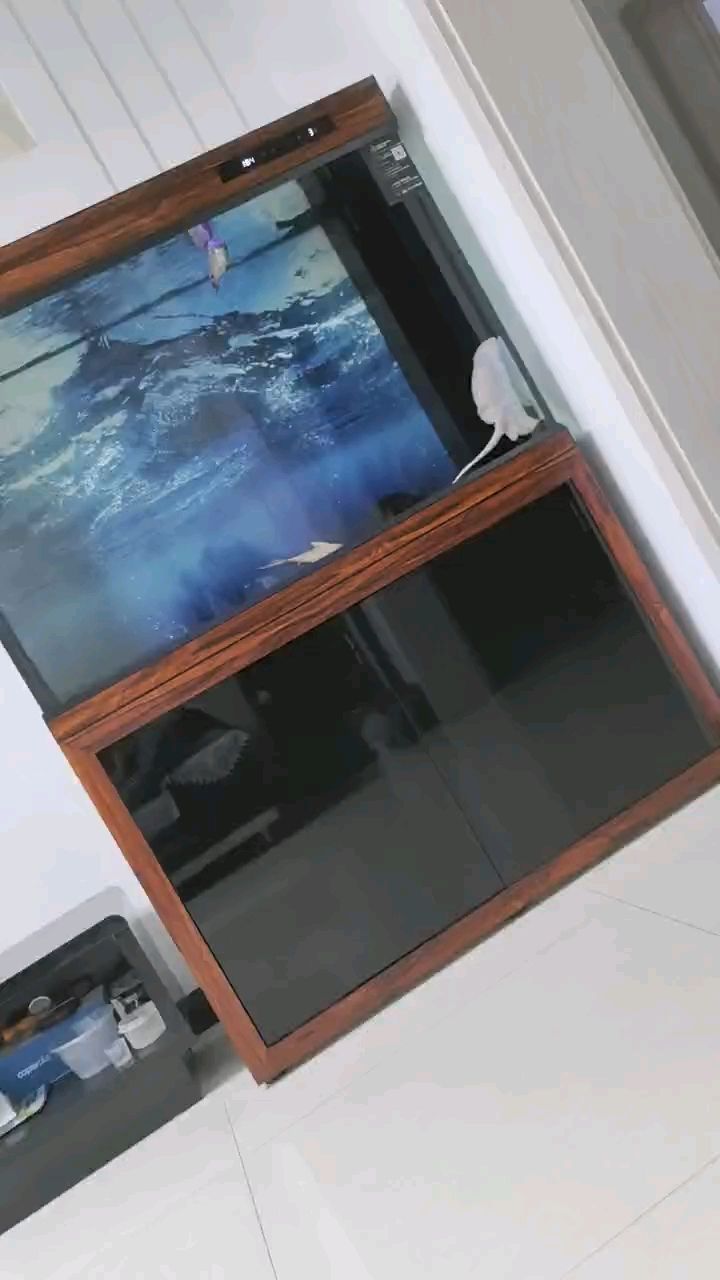 年初五魟魚狀態爆棚，活力滿滿盡顯別樣風采