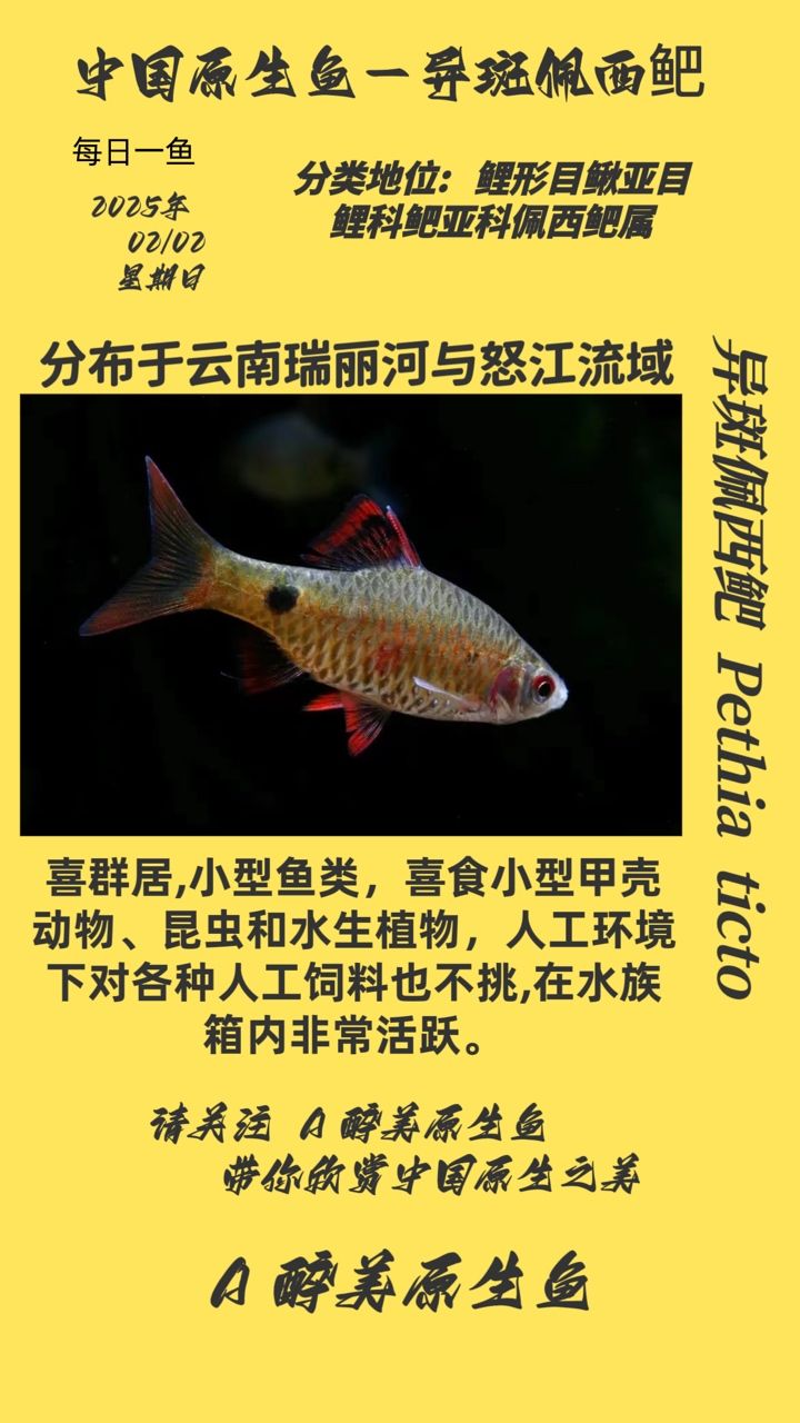 斑佩西鲃，獨特魚類的生態