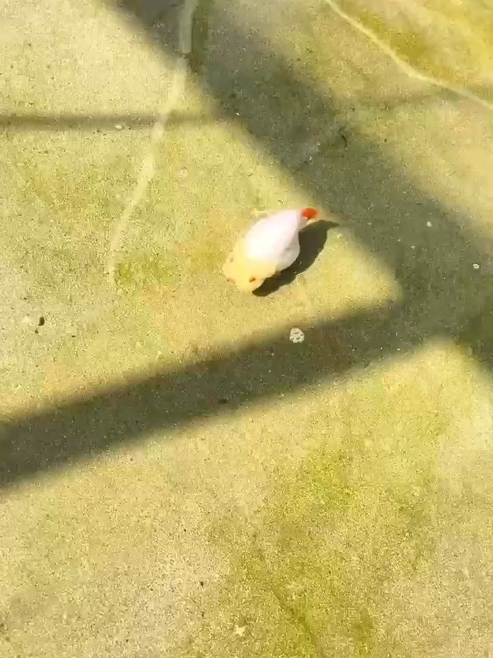 十一紅，國慶盛景下的愛國華章與奮進 十一紅，國慶盛景下的愛國華章與奮進 龍魚論壇