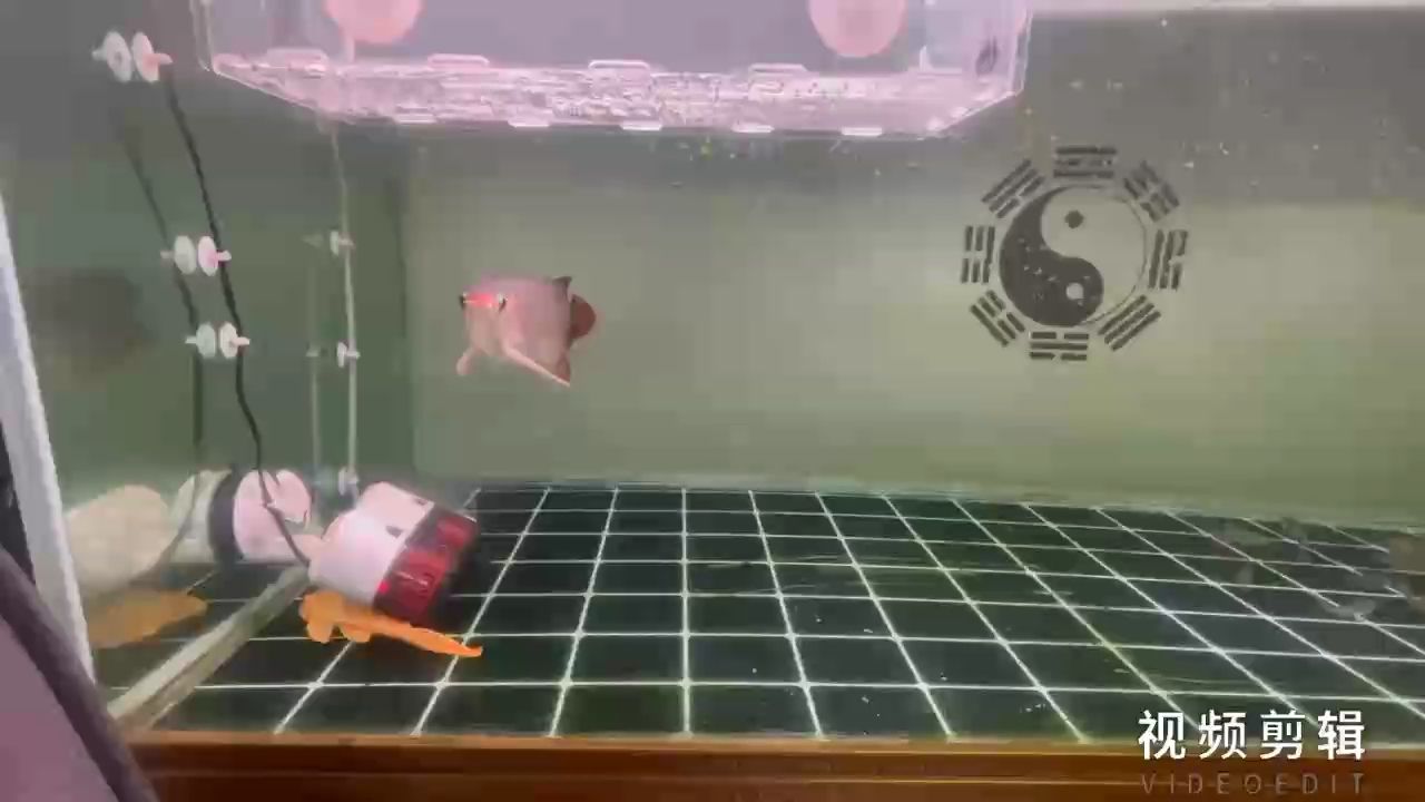 給大魚缸換水的作文:體驗給大魚缸換水的樂趣:體驗給大魚缸換水:給大魚缸換水的作文 每日打卡,記錄堅持的腳步,見證自我 龍魚論壇 每日打卡,記錄堅持的腳步,見證自我 每日打卡,記錄堅持的腳步,見證自我 龍魚論壇