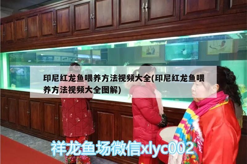 紅龍魚喂養(yǎng)方法視頻大全及圖解，助你成為