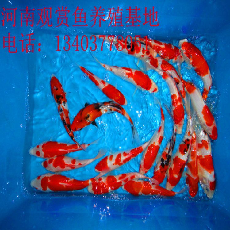 0cm魚缸養魚指南，適合90cm魚缸的魚類