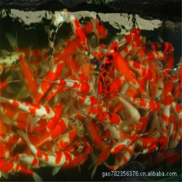 0cm魚缸養魚指南，適合90cm魚缸的魚類