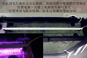 0cm魚缸養魚指南，適合90cm魚缸的魚類