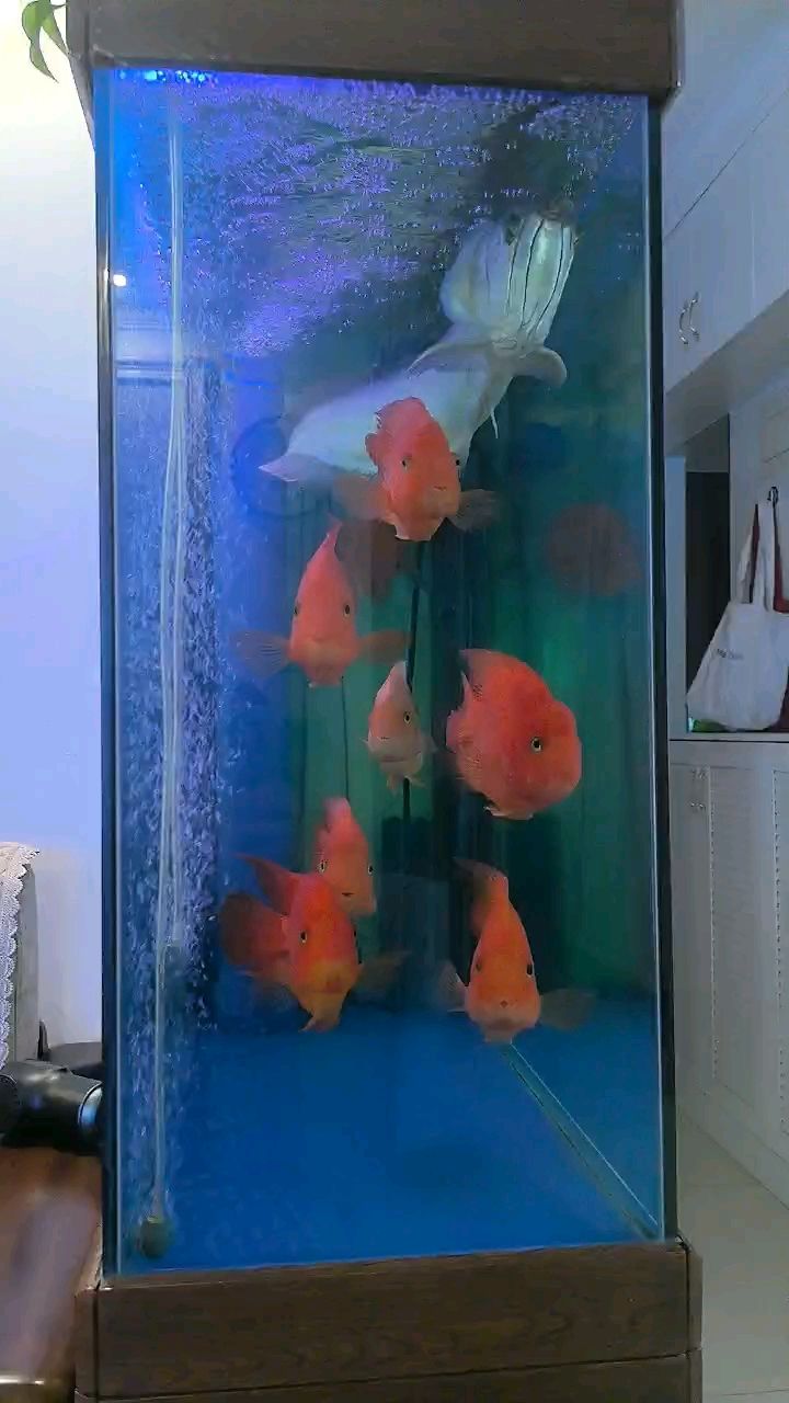 紅紅火火過大年，傳統習俗與現代韻味交織的