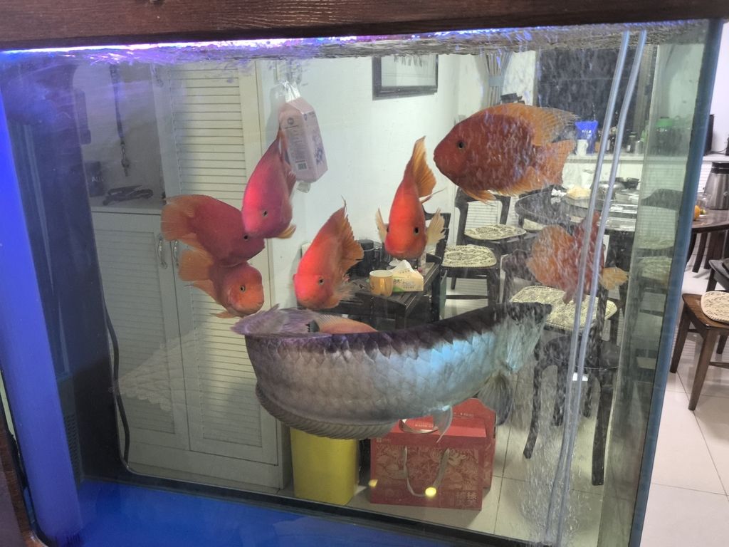 紅紅火火過大年，傳統習俗里的濃情與現代