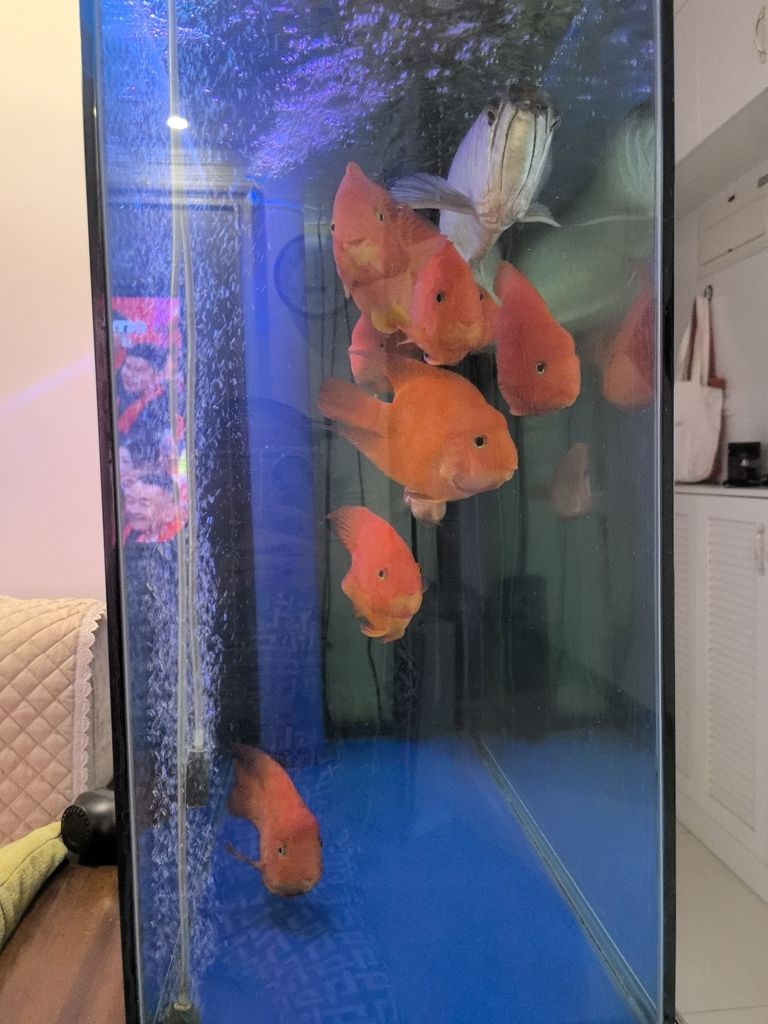 紅紅火火過大年，傳統習俗里的濃情與現代