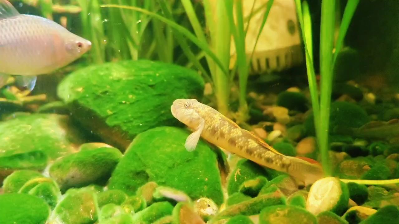 四魚快，暢享鮮美滋味，開啟舌尖上的鮮香之旅