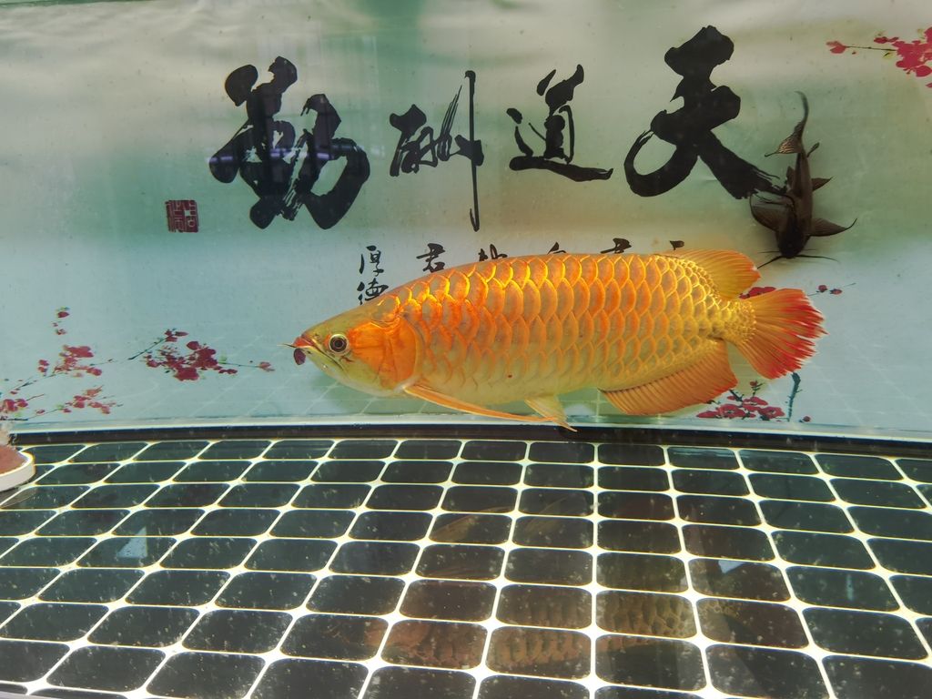 你還未提供具體的內容呀，我沒辦法準確生成相應長標題呢，你可以把內容發