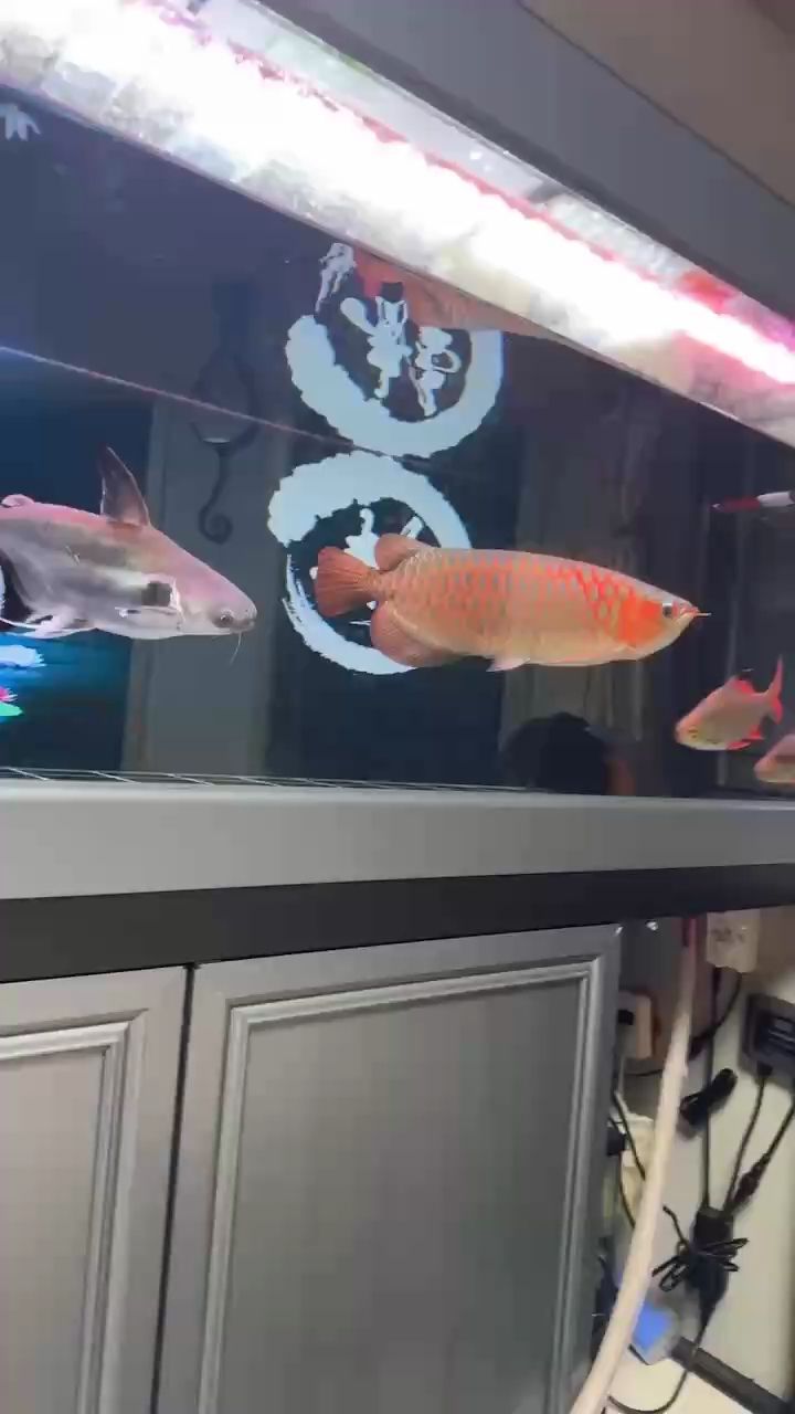 好久未給龍哥更新，此次雖水中但亦有別樣