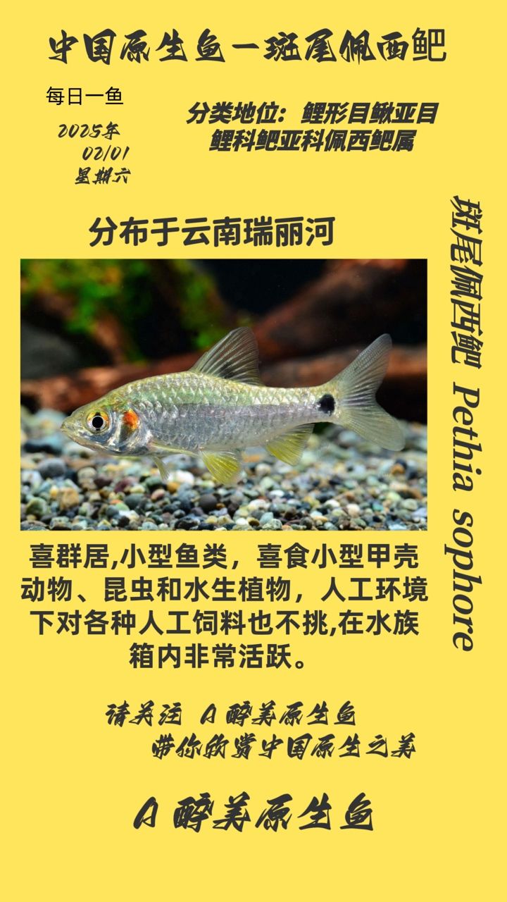 魚類斑尾佩西鲃，獨特生態魅力與生存現狀探