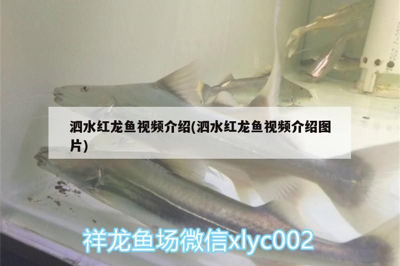 水紅龍魚視頻全解析，高清展示與養(yǎng)殖技巧圖文