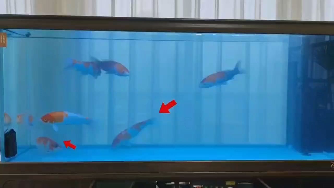 魚出現炸鱗、鱗片有紅血絲且翻肚縮鰭之狀況剖析與應對 魚出現炸鱗、鱗片有紅血絲且翻肚縮鰭之狀況剖析與應對 龍魚論壇