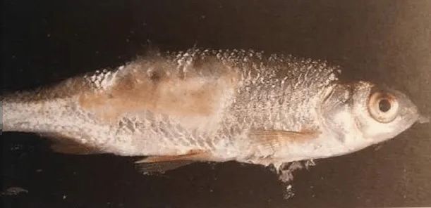 紋銀板魚常見疾病癥狀全解析及有效防治措施指南 虎魚百科 第1張 紋銀板魚常見疾病癥狀全解析及有效防治措施指南 紋銀板魚常見疾病癥狀全解析及有效防治措施指南 虎魚百科 第1張
