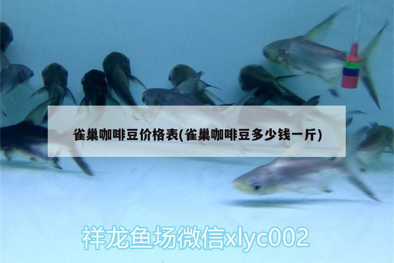 巢咖啡豆價格表，一斤多少錢？ 巢咖啡豆價格表，一斤多少錢？ 馬來西亞咖啡